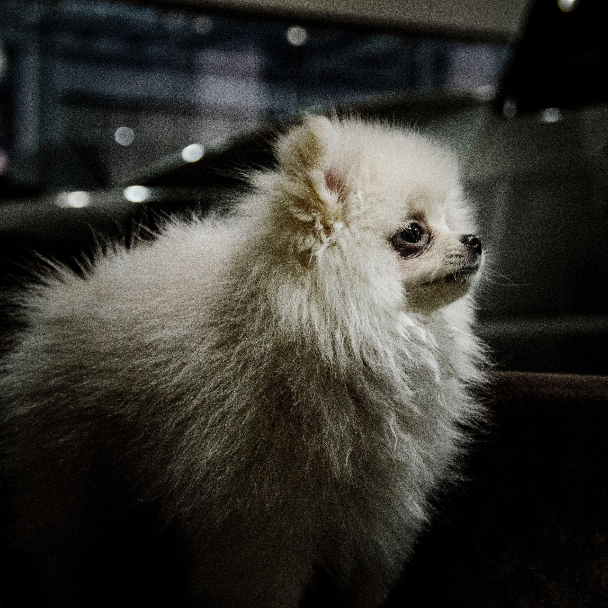 Dog hair top dryer petsmart